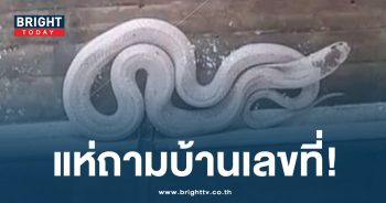 งูเห่าเผือกเลื้อยเข้าบ้าน-min