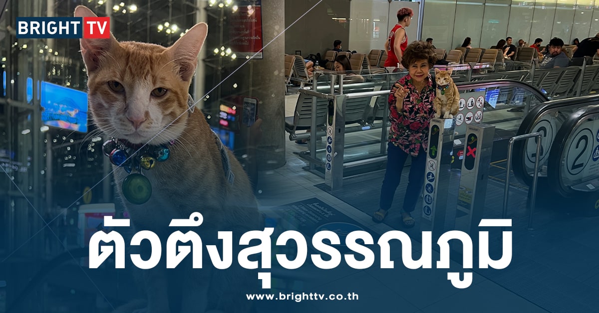 ไวรัล! แมวส้มในสนามบิน “หนูหรั่ง” ขวัญใจ นทท. นั่งชิลบนราวบันไดเลื่อน
