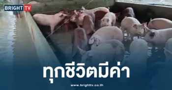 น้ำท่วมพัทลุง หมู
