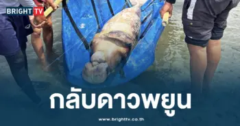 พยูนตาย 3